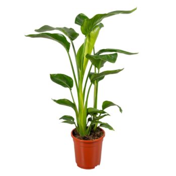 Strelitzia nicolai 2 stek 80-90cm