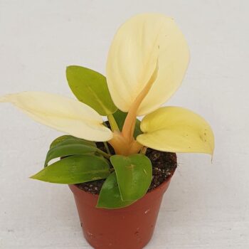 Philodendron 'Melinonii'gold