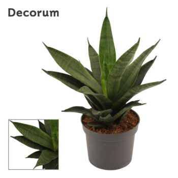 Sansevieria Black Widow crown 9 cm (Decorum)
