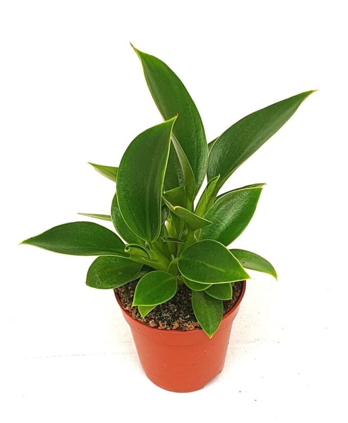 Philodendron 'Congo Apple'