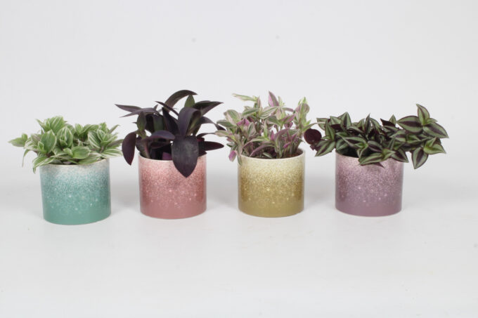 Tradescantia Mix 12cm - Elsa
