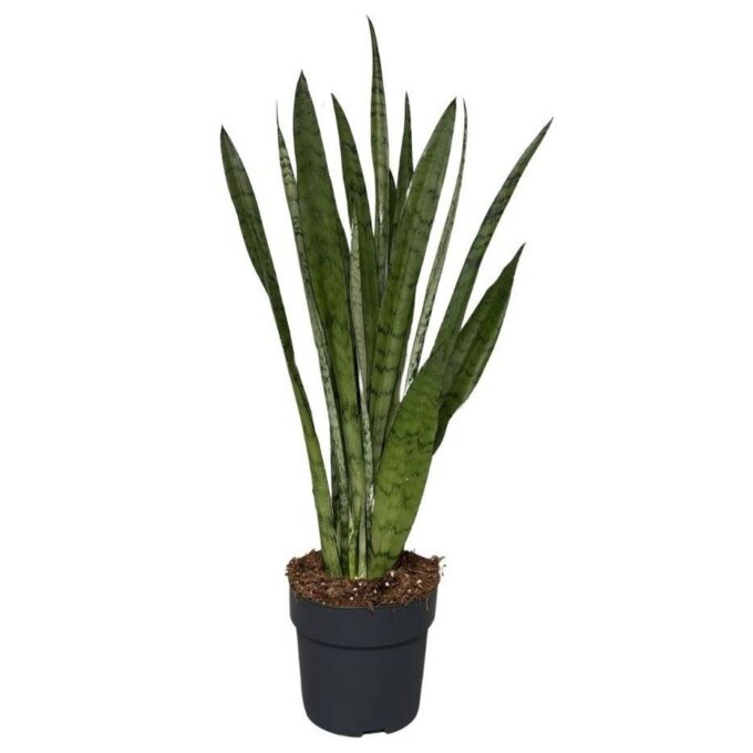 Sansevieria Silver Princess