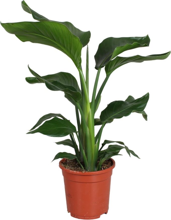 Strelitzia nicolai 2 stek 70-80cm