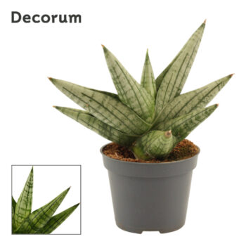 Sansevieria Yaya Fan 6 cm (Decorum)