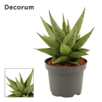 Sansevieria Snow Lotus Crown 9 cm (Decorum)