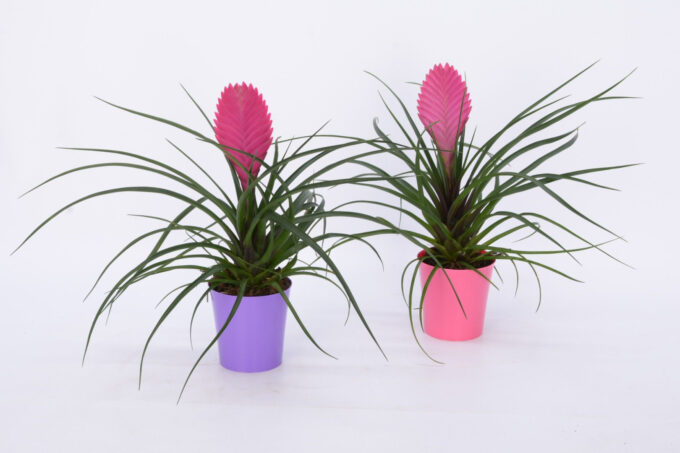 Tillandsia cyanea 'Anita' in Colour CUP