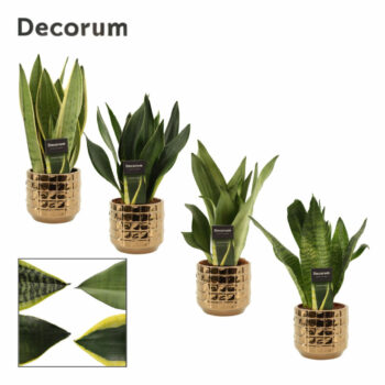 Sansevieria super mix 12 cm in Janneke (Top lend-Collection)