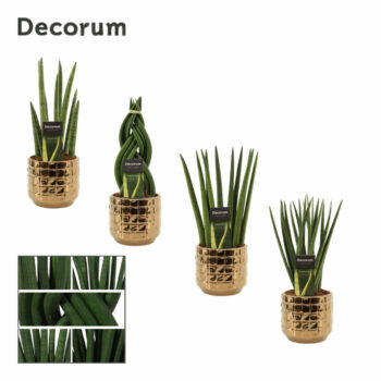 Sansevieria cylindrica 12 cm mix in Janneke (Top Blend-Collecti