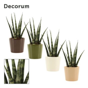 Sansevieria Fernwood 6 cm in Manuela (Stone Touch-collection)