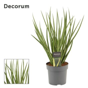 Sansevieria Silver Mikado 14 cm (Decorum)