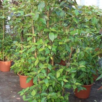 Acalypha wilkesiana