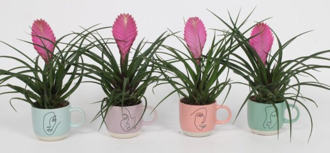 Tillandsia cyanea 'Anita' P9 - Ladyface pot