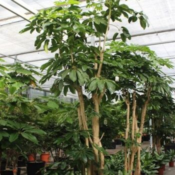 Schefflera actinophylla 'Amate’
