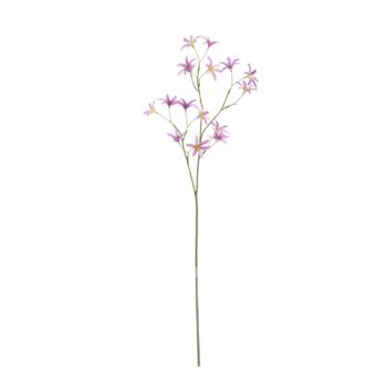 Tweedia Oxypetalum Kunsttak  Lila