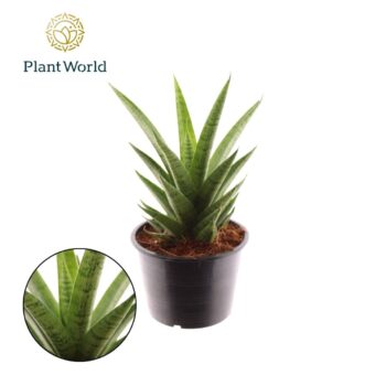 Sansevieria Lotus