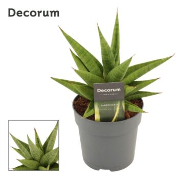 Sansevieria Snow Lotus Crown 12 cm (Decorum)