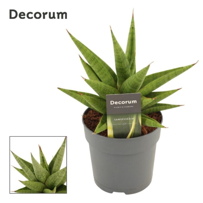 Sansevieria Snow Lotus Crown 12 cm (Decorum)