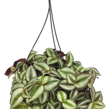 Tradescantia 'Purple Heart' hang