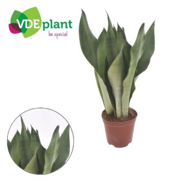 Sansevieria Moonshine