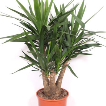 Yucca elephantipes