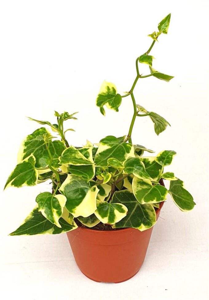 Senecio macroglossus Variegata