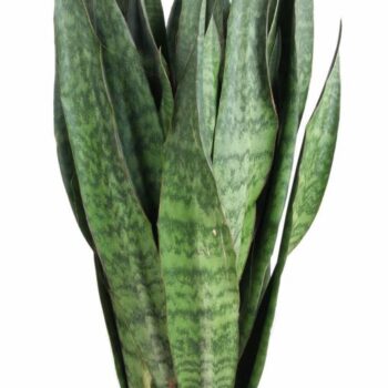 Sansevieria Sauvage P30