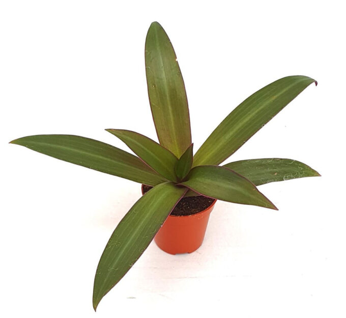 Tradescantia sitara groen