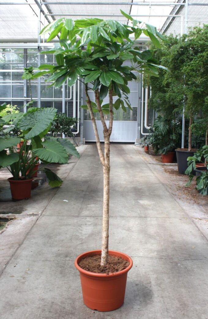 Schefflera actinophylla 'Amate’