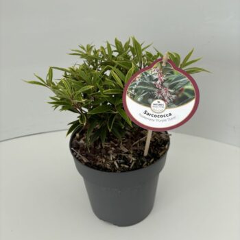 Sarcococca hookeriana 'Purple Stem'