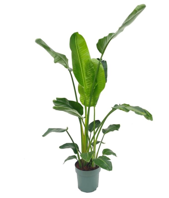 Strelitzia Nicolai