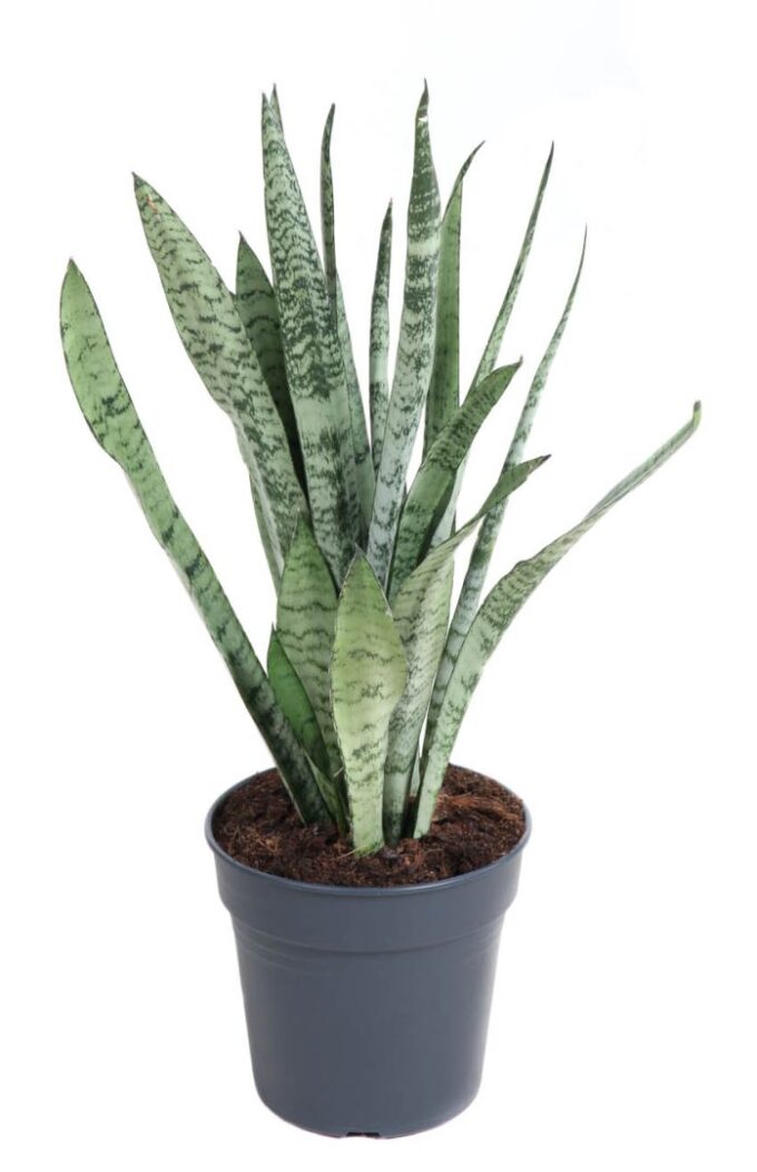 Sansevieria Silver Princess
