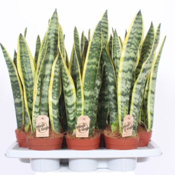 Sansevieria Laurentii XL