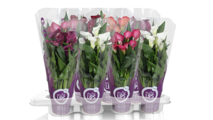 Zantedeschia gemengd Calla mix in paarse MoreLIPS® hoes