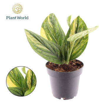 Epipremnum 'Marble Planet' variegata