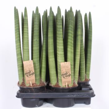 Sansevieria Straight