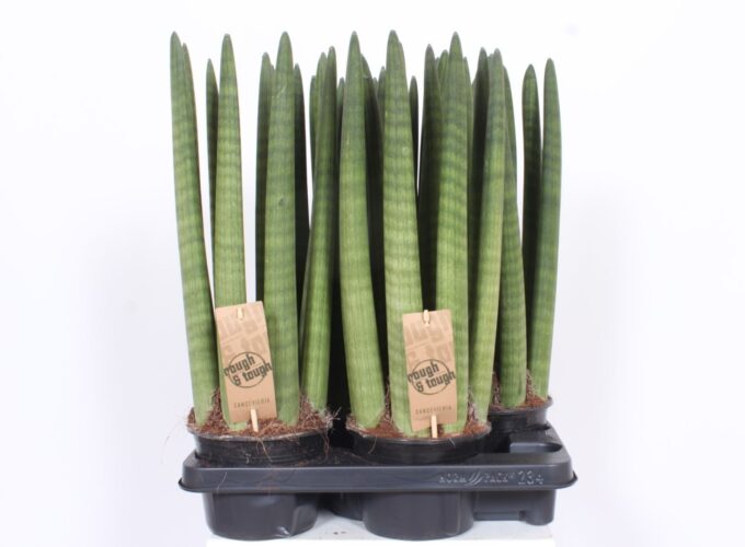 Sansevieria Straight