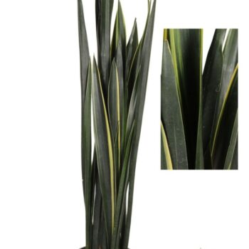 Sansevieria Black Golden