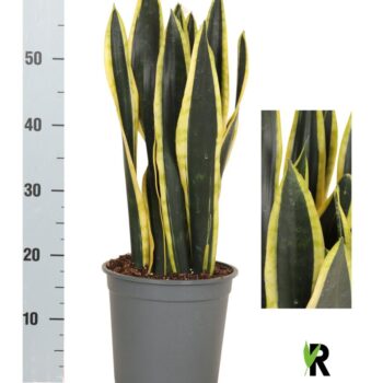 Sansevieria Orient Night