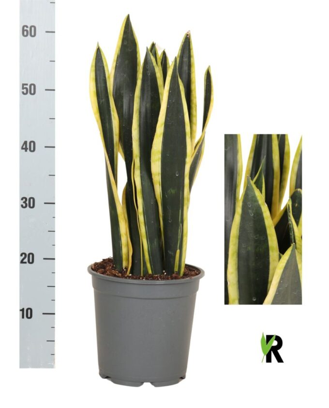 Sansevieria Orient Night