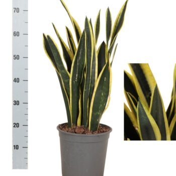 Sansevieria Orient Night