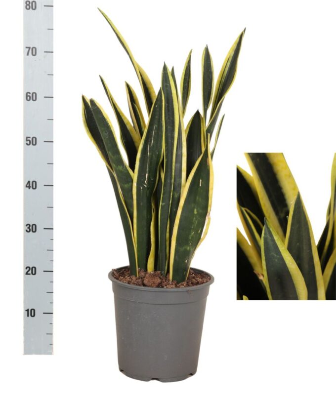Sansevieria Orient Night