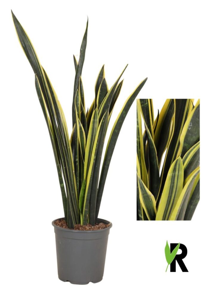 Sansevieria Yellow Golden