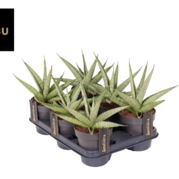 Sansevieria Comet Pastel Grey No. 3