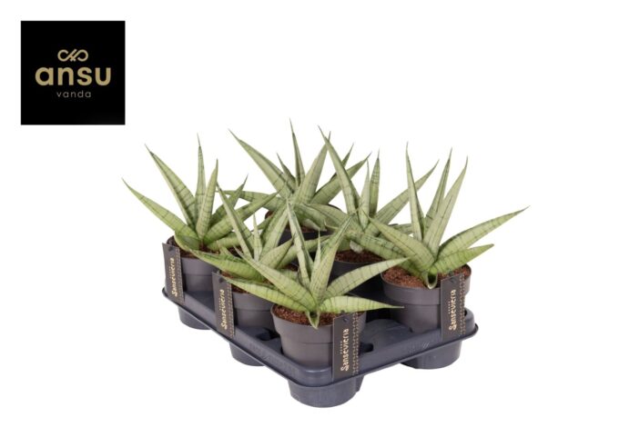 Sansevieria Comet Pastel Grey No. 3