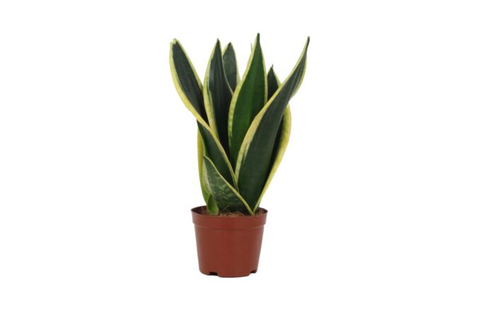 Sansevieria Black Gold 12cm 2 p.p.