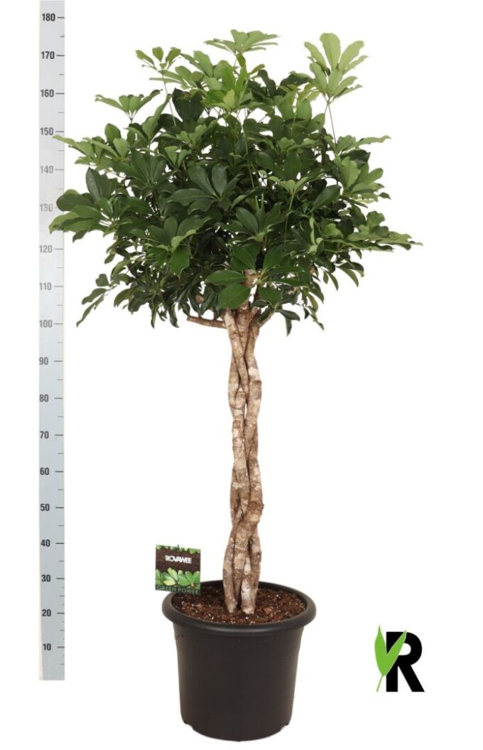 Schefflera arb. Compacta melted braid