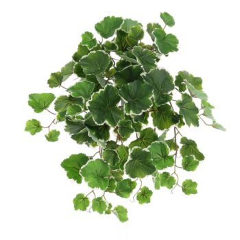 Saxifraga Kunsthanger  bont