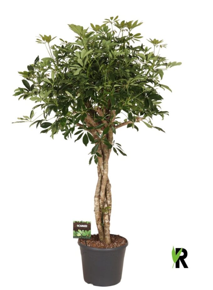 Schefflera arb. Compacta melted braid