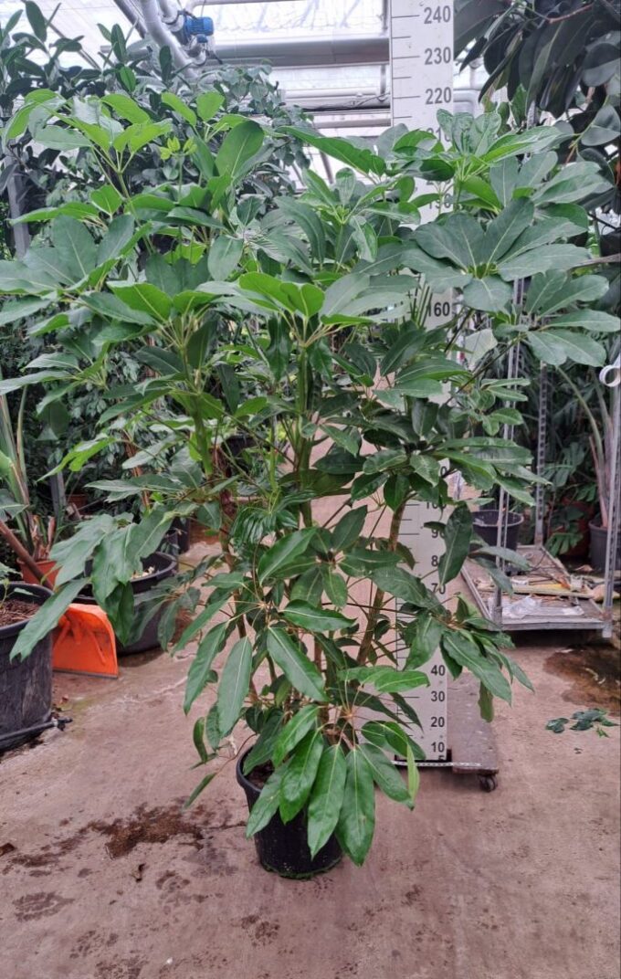 Schefflera Amate toef XL 210