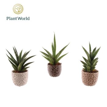 Sansevieria luxe mix in pot Lizzy